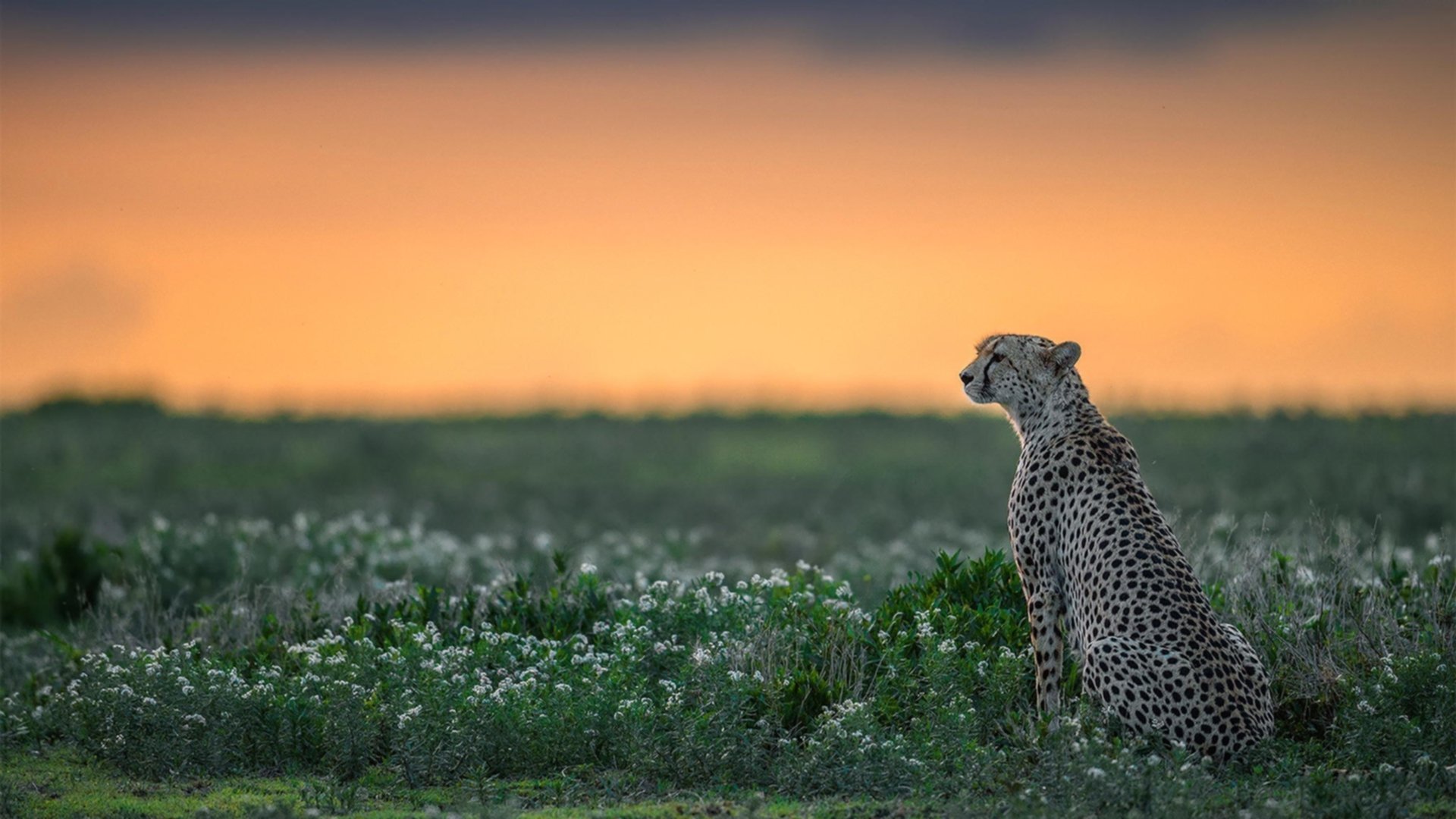 冰冷三分，范弗利特将金州王朝的最后余温锁进地库